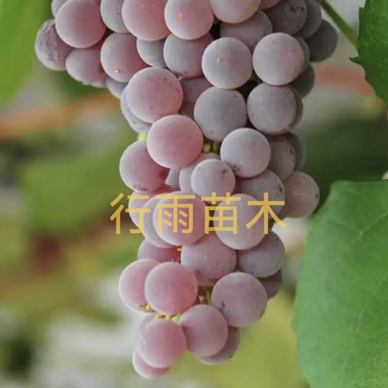 行雨苗木寒香蜜(3309)砧木嫁接苗