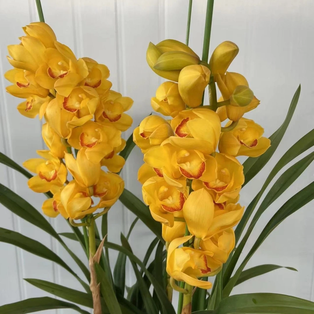 大花蕙兰-（杨贵妃）黄花红芯清香型