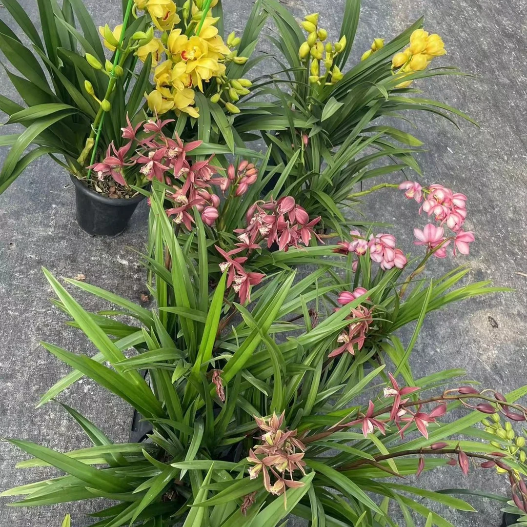 清仓福利款一物一拍文心兰