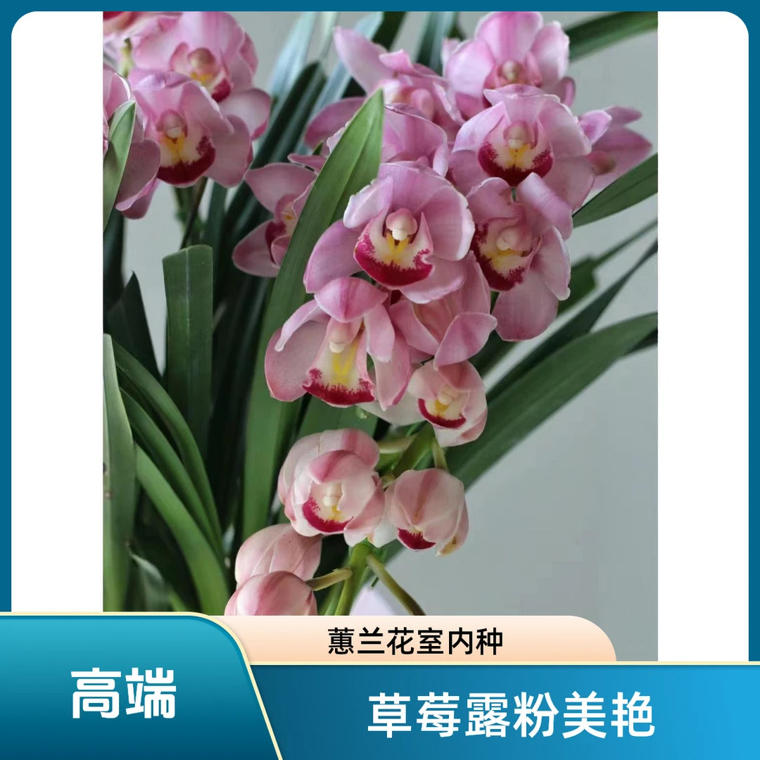 大花蕙兰-草莓露粉色室内花落地款