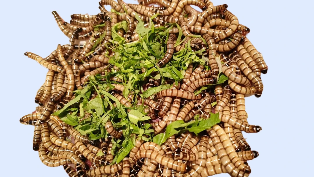 4-6厘米左右大麦虫鱼类鸟类龟类鼠类虫子饲料大麦虫宠物必备物品