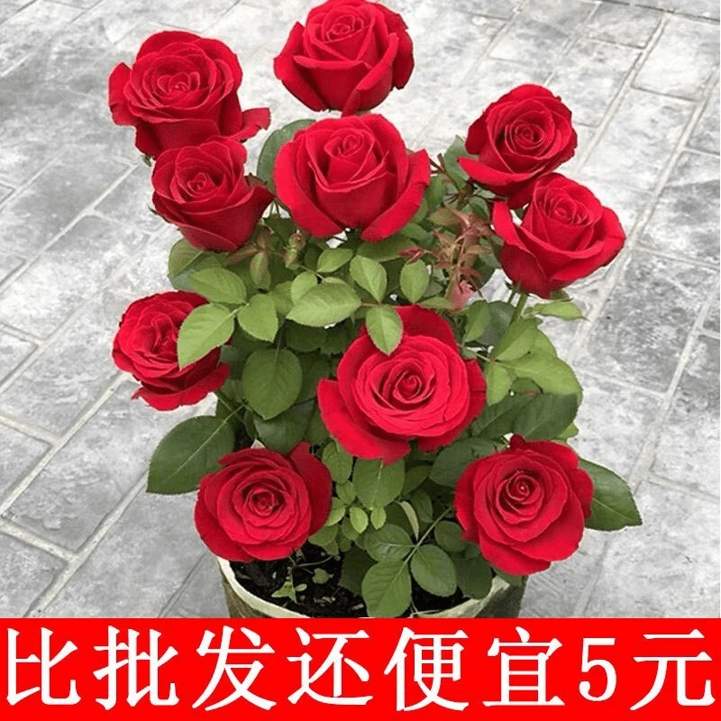 精品老桩玫瑰花苗四季开花土培植物室内外阳台盆栽绿植浓香型花卉