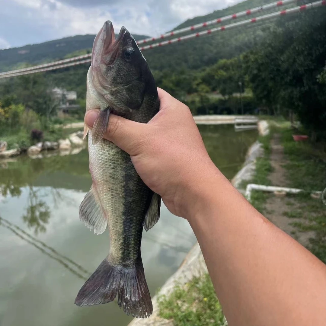 【鲜活到家】鲜活鲈鱼*两条800-900g送到家 (单条400-450g） 保鲜保活