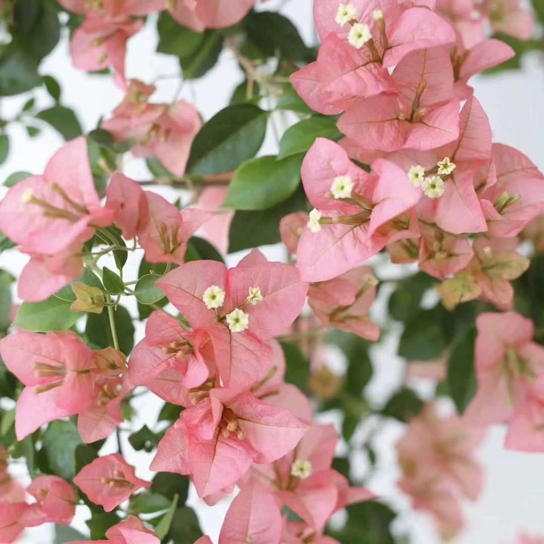 【卡亚塔】新手好养三角梅勤开花一年四季阳台庭院落地窗