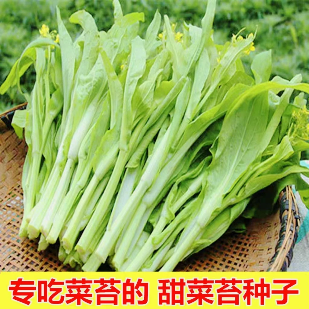 白菜苔种子种籽菜种苔菜四季菜心菜苔蔬菜孑菜芯莱菜籽心籽种大全