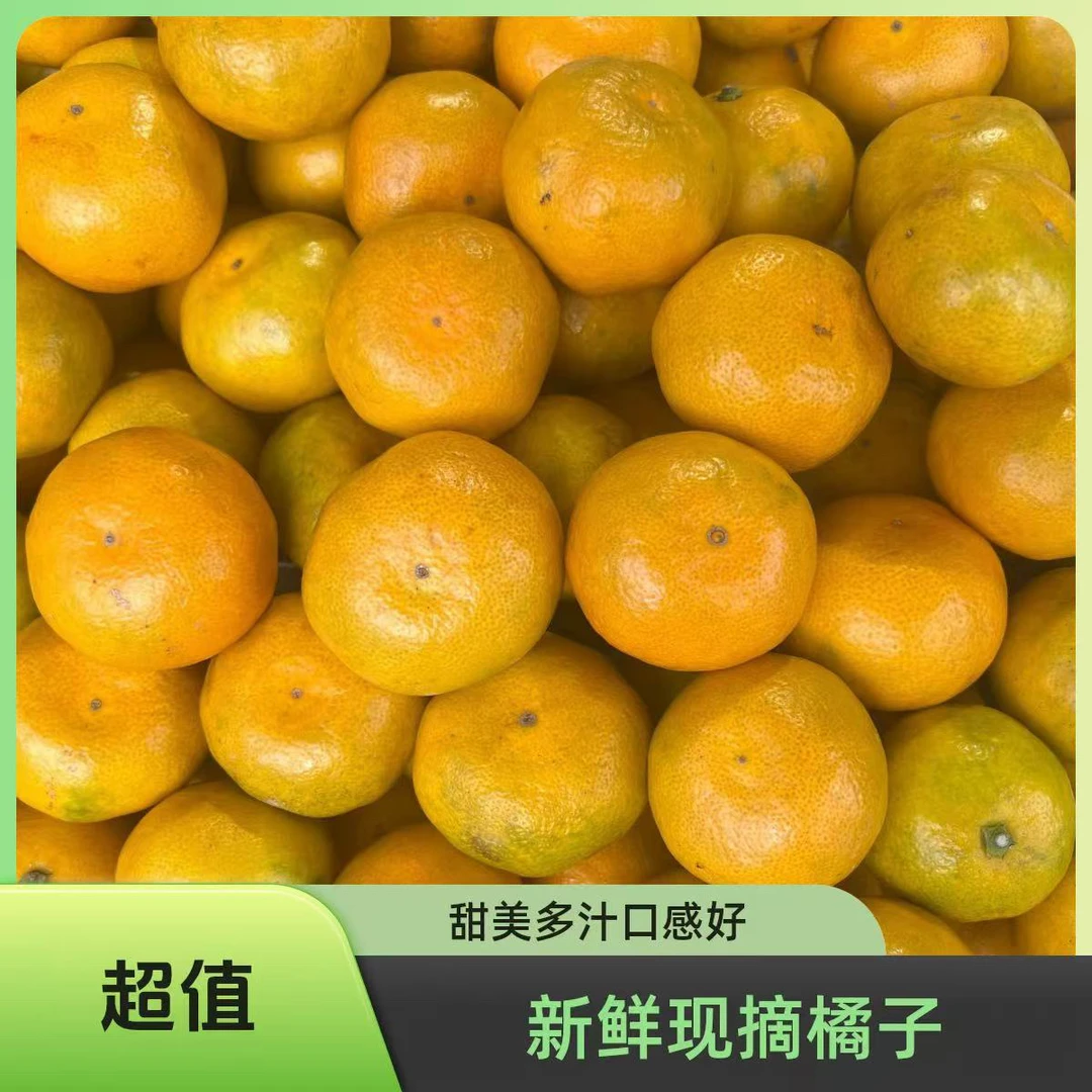 正宗台州涌泉蜜桔三斤装