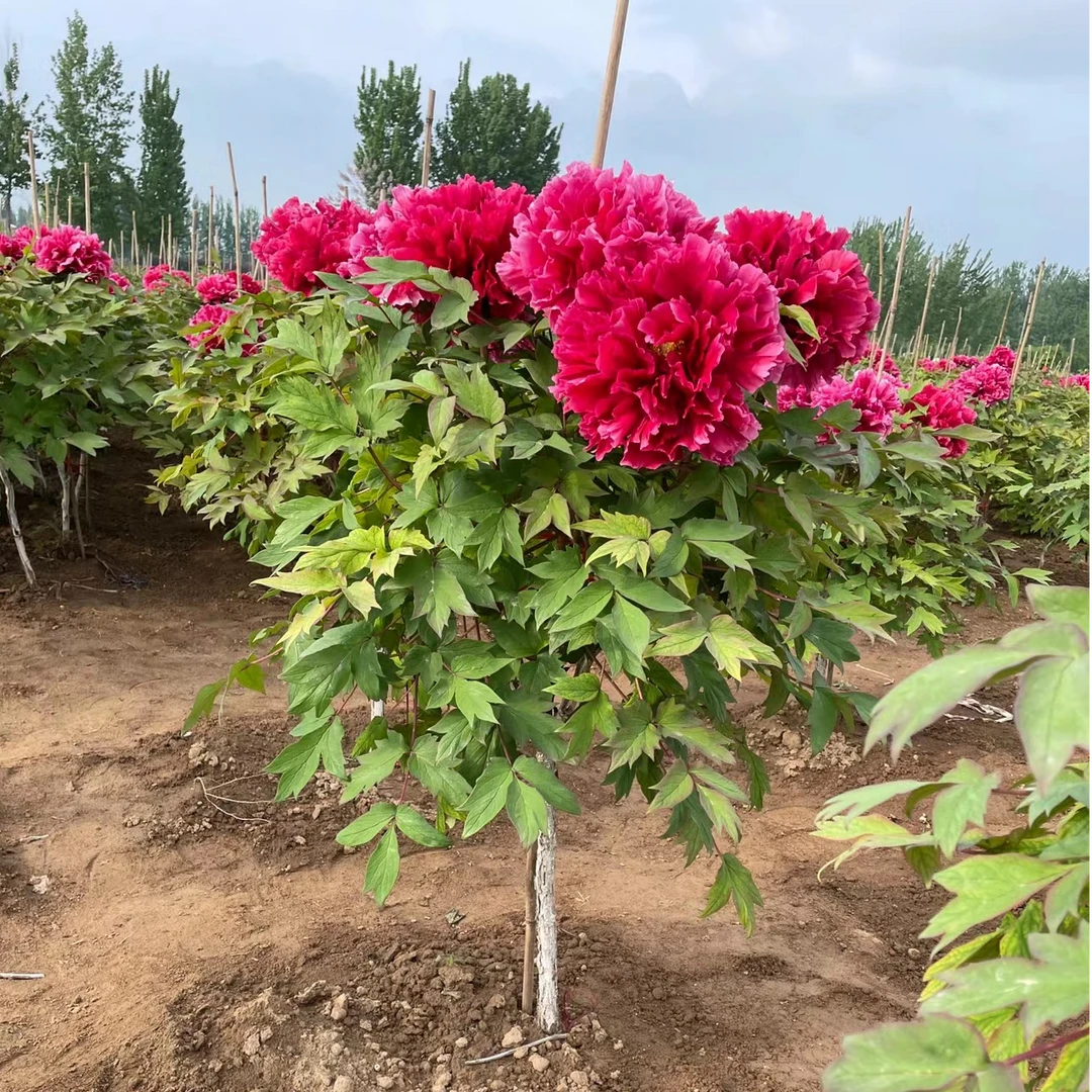 独杆 牡丹苗木牡丹花 菏泽发货