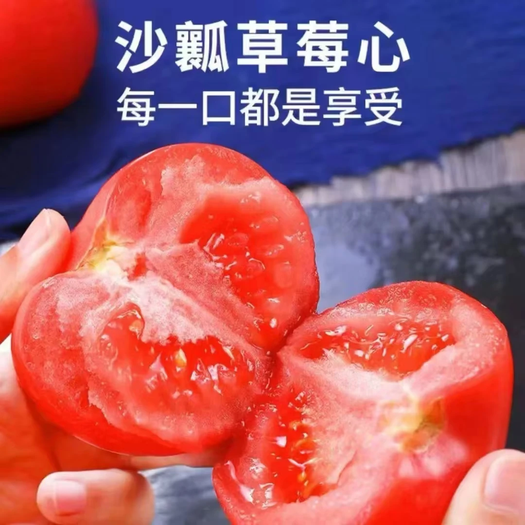 老品种沙瓤西红柿