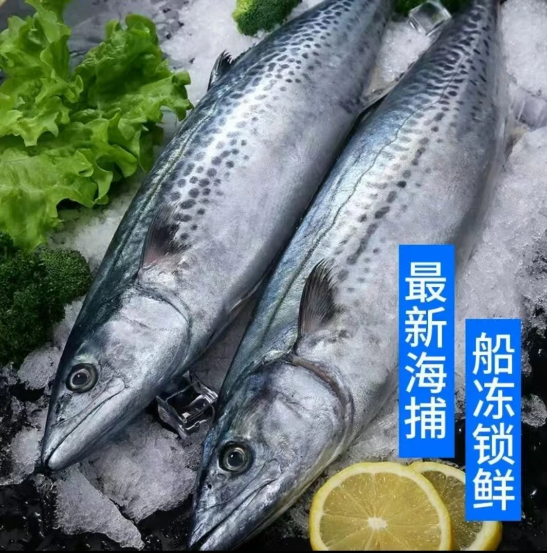 青岛海鲜大鲅鱼4斤   顺丰冷链