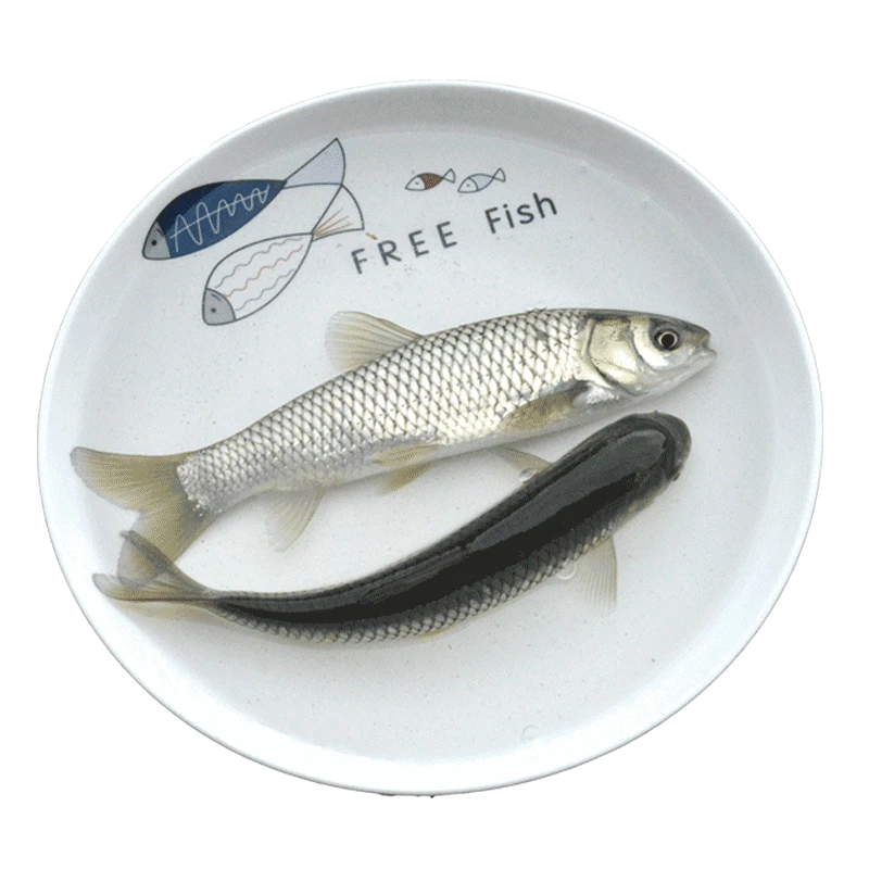 大草鱼淡水养殖食用特大鲜活便宜脆肉草鱼