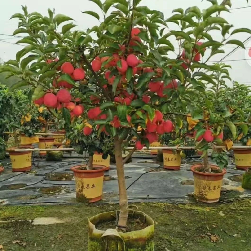 直播间现场选果树一物一拍柿子树鸡心果树盆栽地栽南方北方种植