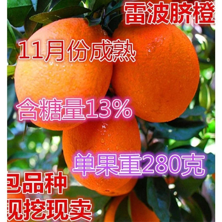 雷波脐橙橙子树苗嫁接甜橙苗当年结果果树苗耐寒盆地栽南北方种植