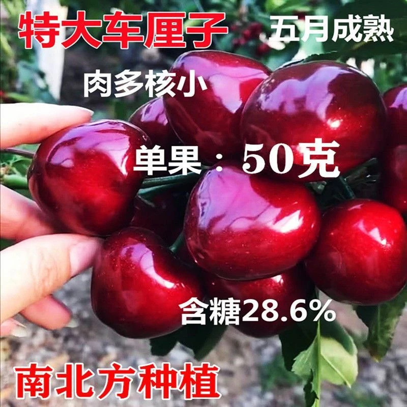 特大车厘子树苗正宗嫁接耐寒耐旱盆栽地栽南北方种植当年结果