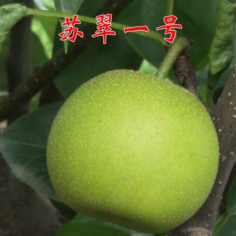 苏翠一号梨树苗酥脆一号极早熟梨树苗 嫁接果树苗 当年结果酥梨苗