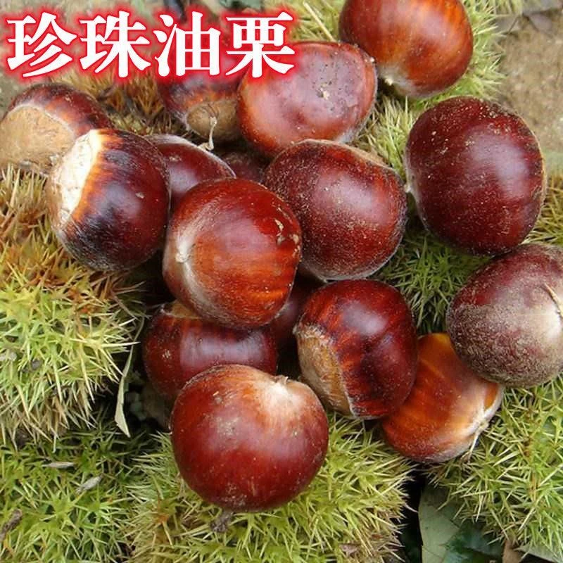 油板栗树苗珍珠油栗子树苗嫁接板栗树果苗南方北方种植当年结果