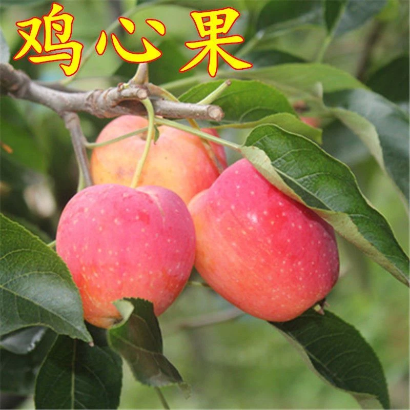 东北耐寒鸡心果苗南方北方四季种植鸡心果树苗盆栽地栽矮化苗