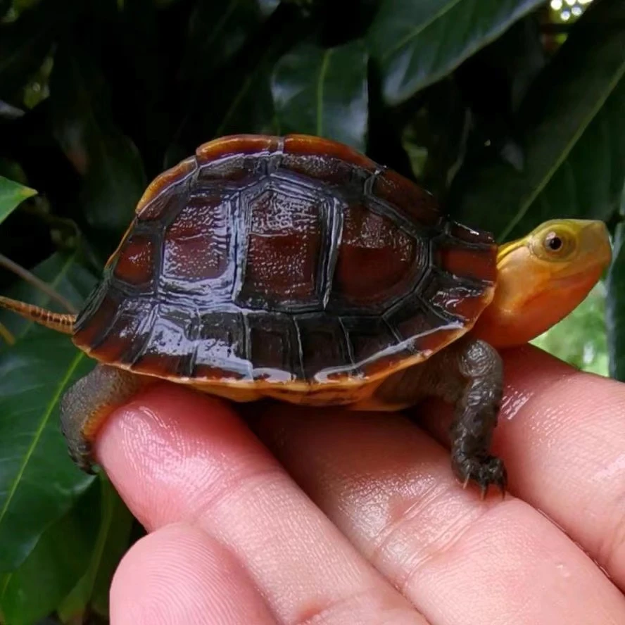 人工养殖安缘闭壳龟安缘碌仔苗仔