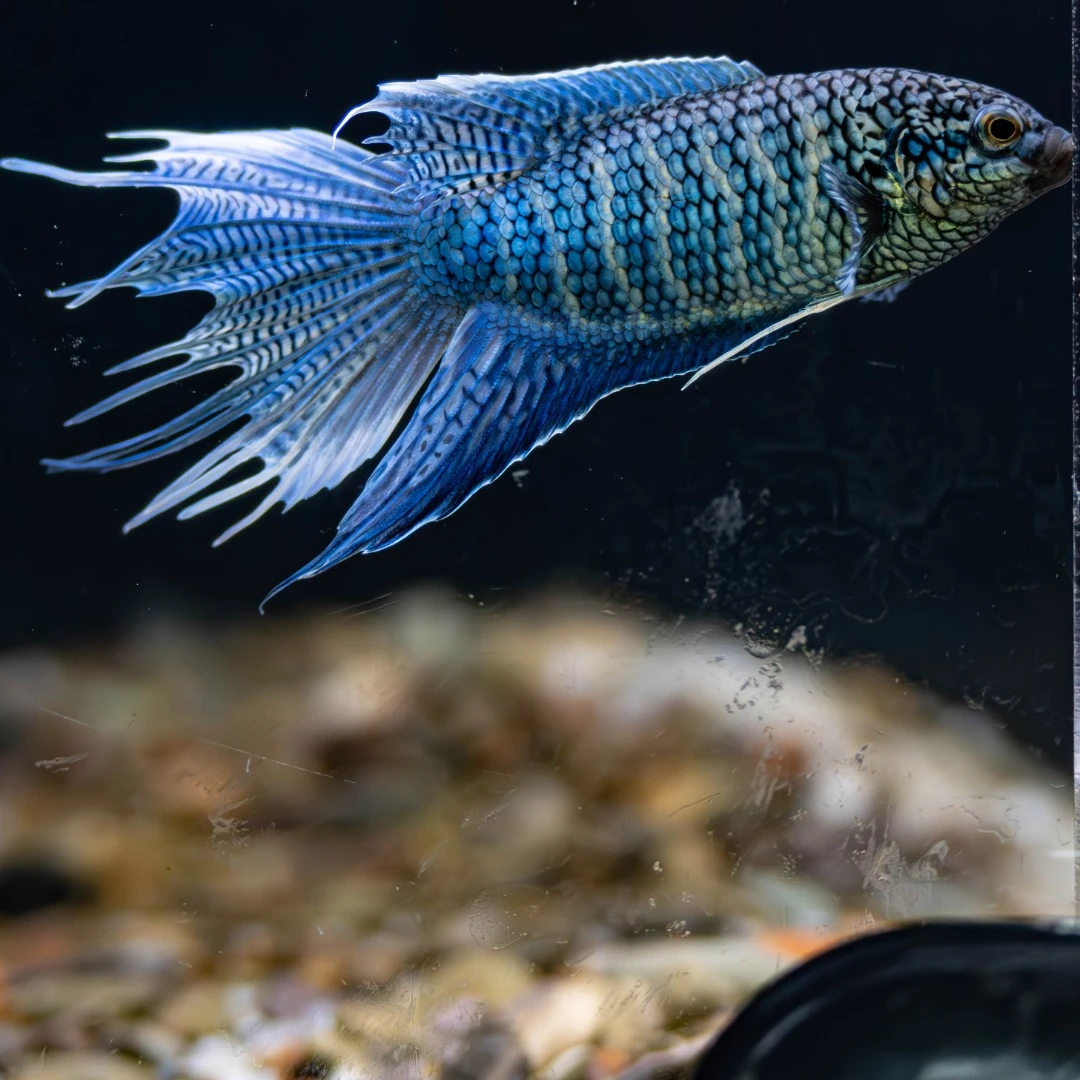 中国野生蓝蛇斗鱼小型观赏鱼淡水鱼可繁殖易养可群养混养养殖活体
