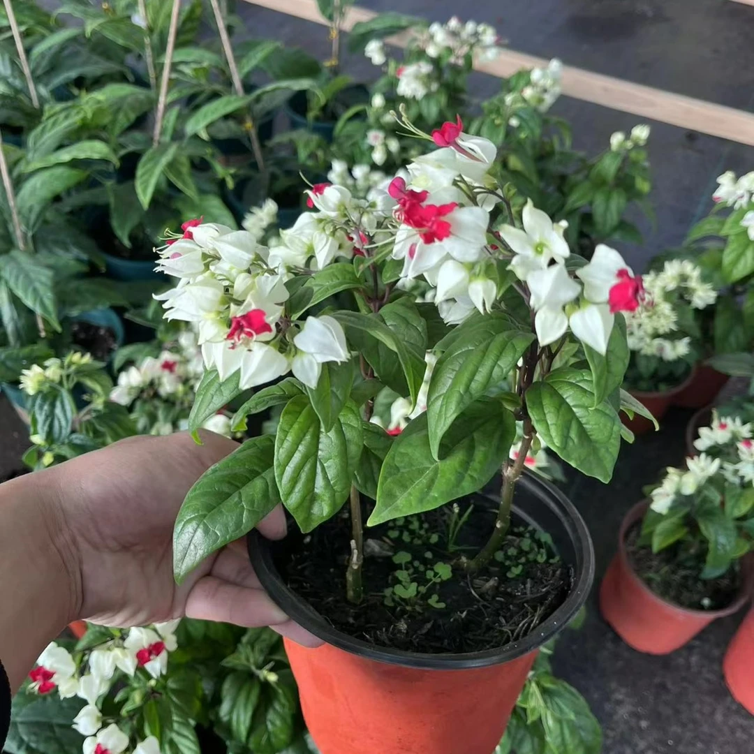龙吐珠盆栽花卉爬藤植物室内桌面阳台庭院多季观花植物