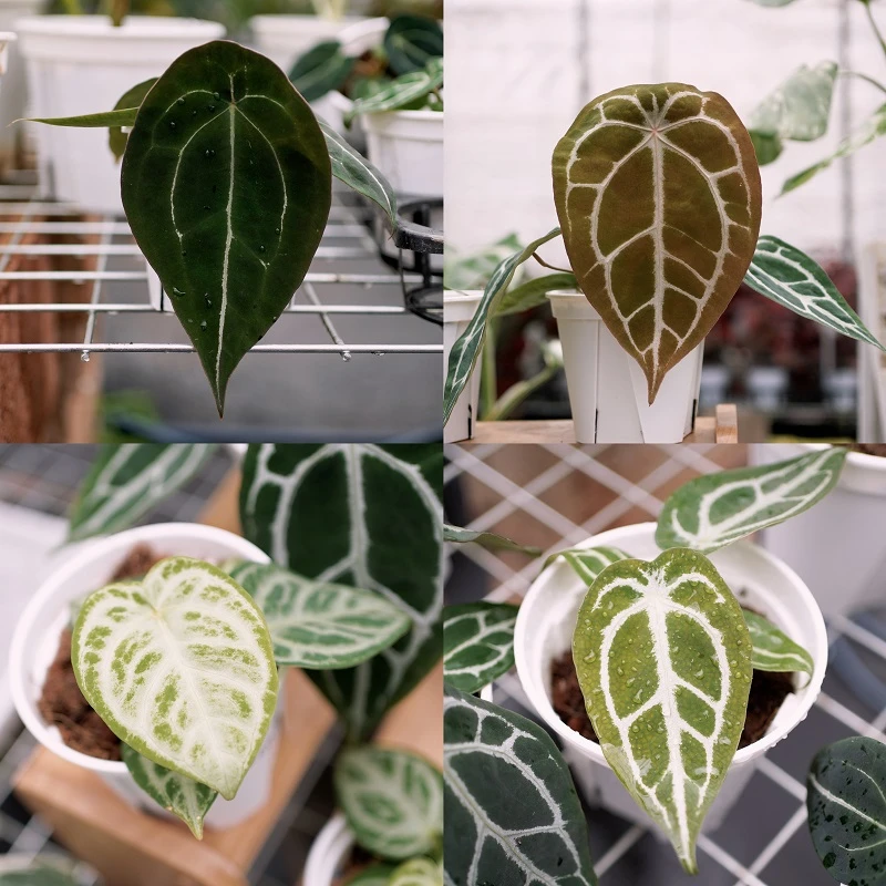 一箱花园花烛链接 盾叶 铜锣烧 水晶盾