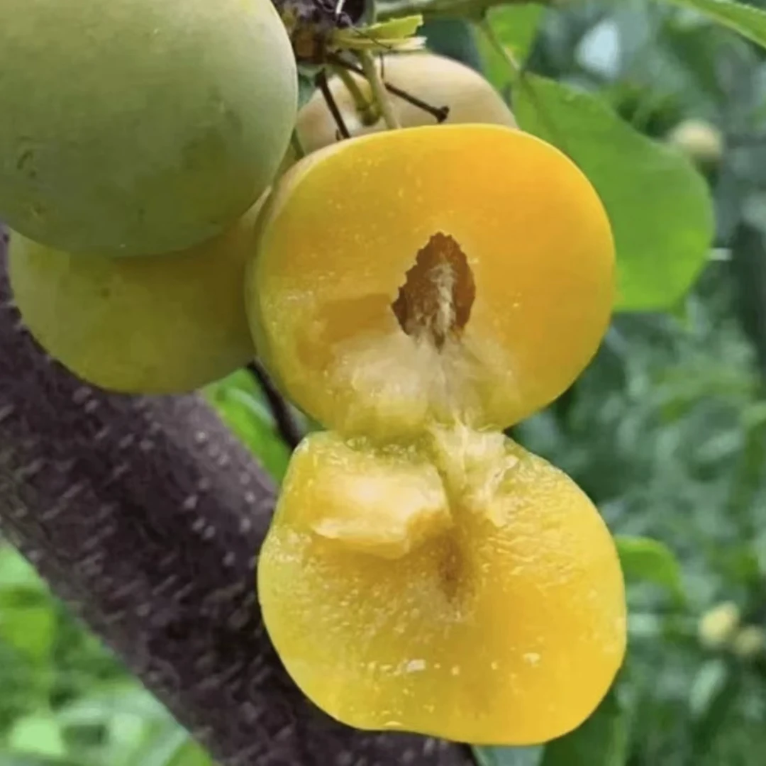 【正宗蜂糖李子树苗 】庭院植物盆栽地栽四季种植嫁接果树苗