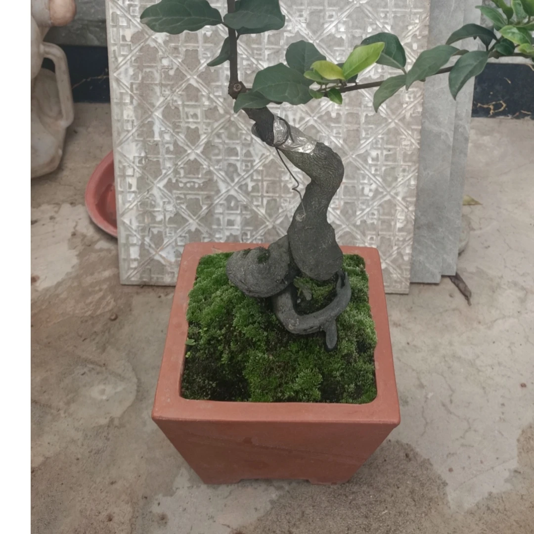 金弹子灌木老桩直播间一物一拍