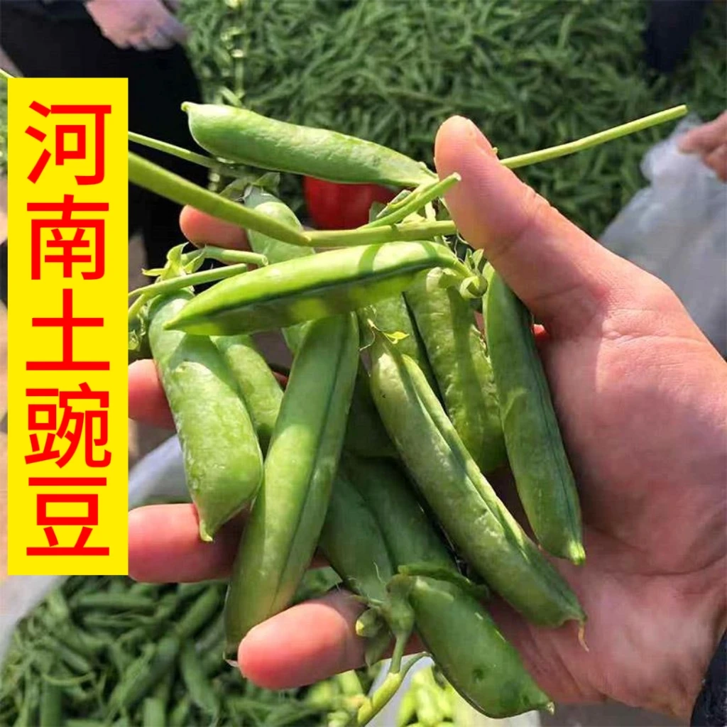 新鲜豌豆河南豌豆荚农家现摘现剥豌豆粒青豆仁带壳豌豆荚豆角蔬菜
