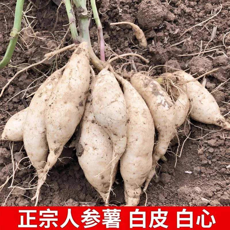 白皮白心红薯新鲜白薯农家自种红薯地瓜人参薯白皮白心薯板栗红薯