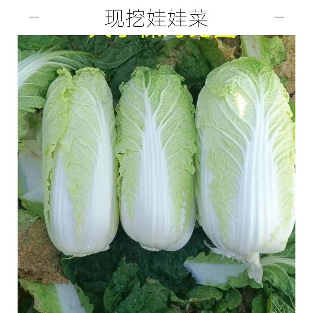 现挖娃娃菜新鲜黄心娃娃菜农家露天菜小白菜火锅蔬菜现挖现发5斤