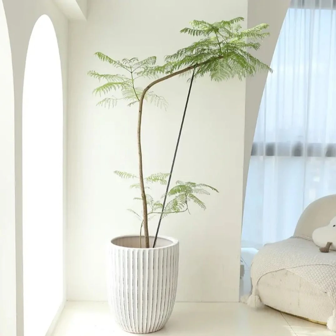 蓝花楹蓝花楹绿植盆栽大型绿植盆栽网红造景绿植盆栽