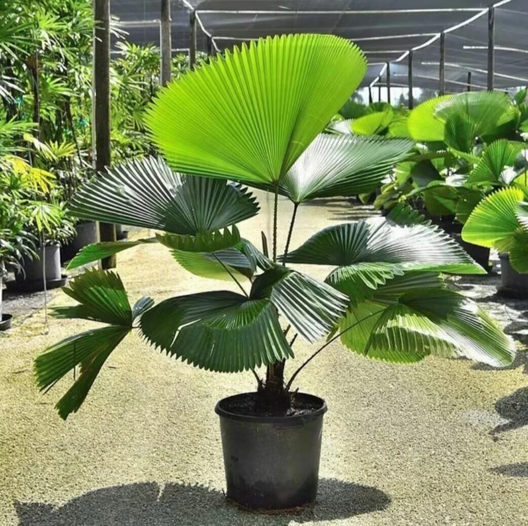 圆叶轴榈北欧风绿植盆栽室内高端绿植盆栽（一物一拍）