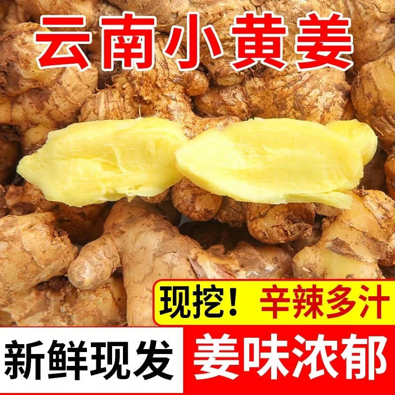 云南高山小黄姜新鲜蔬菜芽姜辛辣浓郁整箱批发【现挖新姜】
