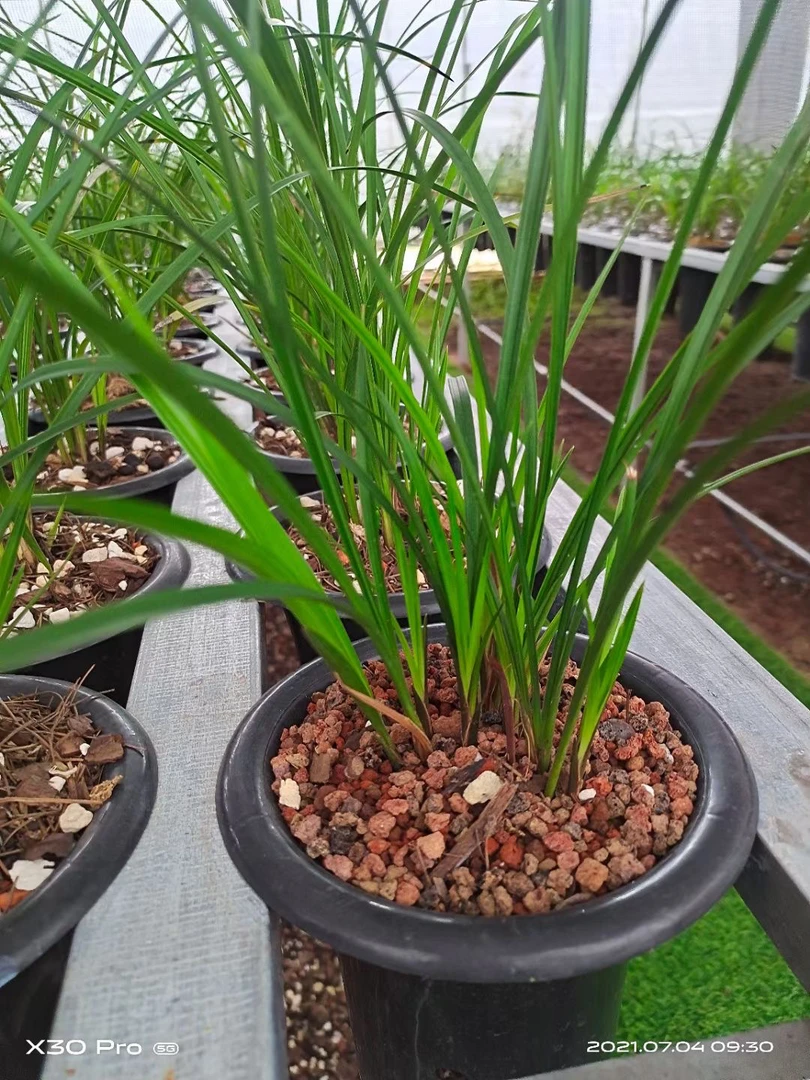 莲瓣兰花自产自销兰花花卉绿植室内花卉盆景花草盆景盆栽