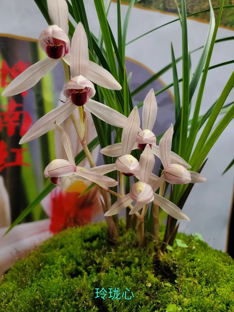 莲瓣兰花自产自销兰花花卉绿植室内花卉盆景花草盆景盆栽