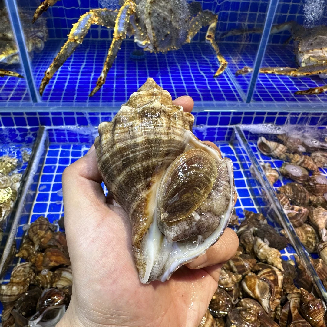 鲜活大连海螺大连本地浆螺非红里螺薄皮海螺非花螺海捕【顺丰京东】