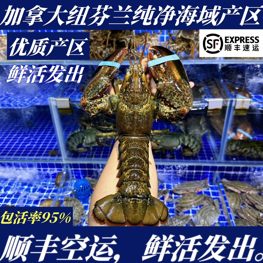 波士顿龙虾1只1斤左右,活鲜活发,保鲜保肥不保活