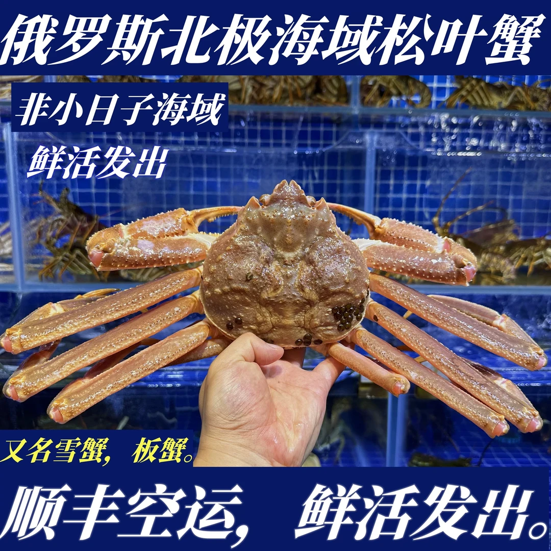 鲜活板蟹鳕蟹松叶蟹俄罗斯北极海域【活鲜活发，东北三省包邮】