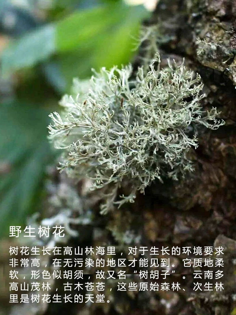 云南特产   山货  野生树花菜  青树花