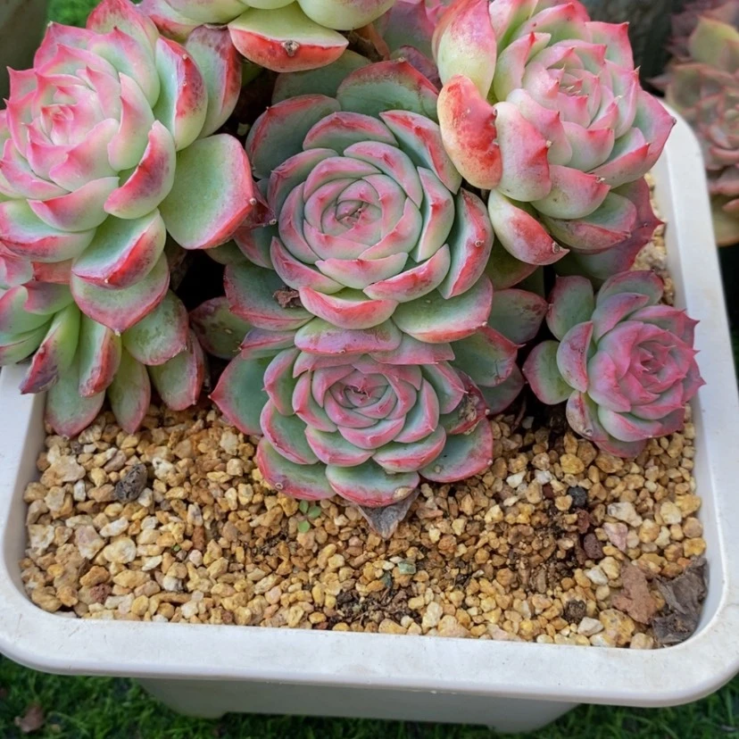 【闪购商品】@****多肉植物