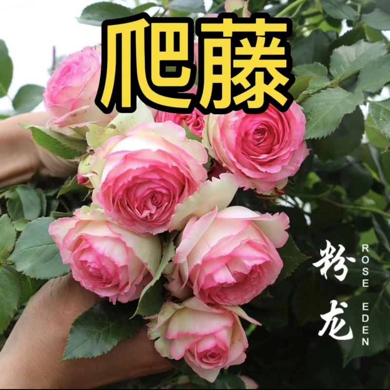 A买3送1爬藤月季花苗 蔷薇花苗 盆栽 地栽 阳台庭院四季