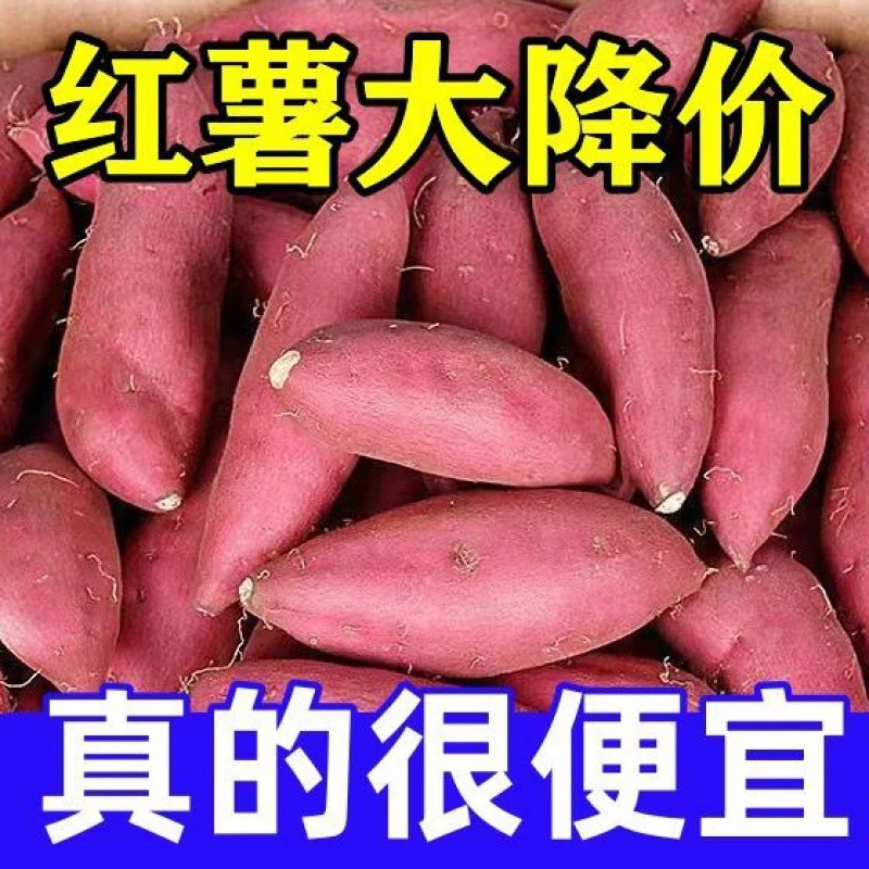 【嘉昊】超甜沙地蜜薯新鲜红薯黄心板栗糖心蜜薯红心西瓜红红薯厂