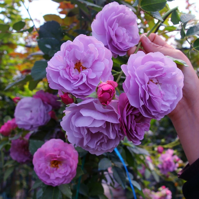 薰衣草花环藤本月季花苗庭院多花赛蔷薇多季开花开花植物重瓣种植