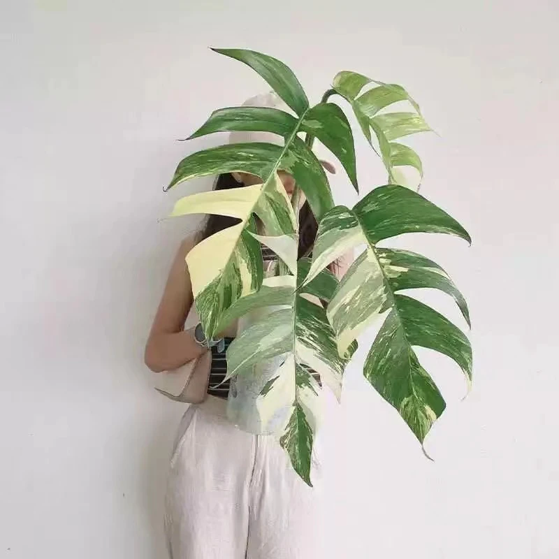 老桩开背白锦麒麟尾 室内爬藤热植 INS网红北欧风热带锦化植物