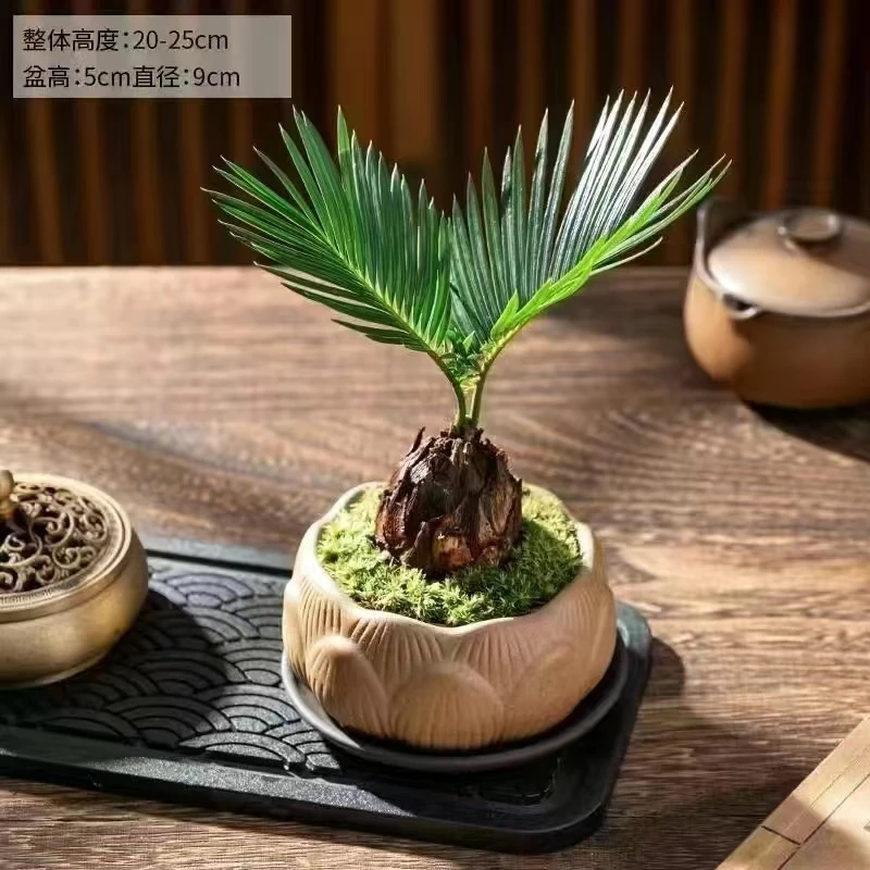 【趣味】鸿运红头迷你小铁树苏铁耐晒盆景绿植净化空气书桌吸甲醛