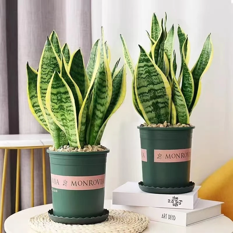 金边矮脚虎皮兰宽叶新房吸甲醛防辐射净化空气好养卧室懒人绿植