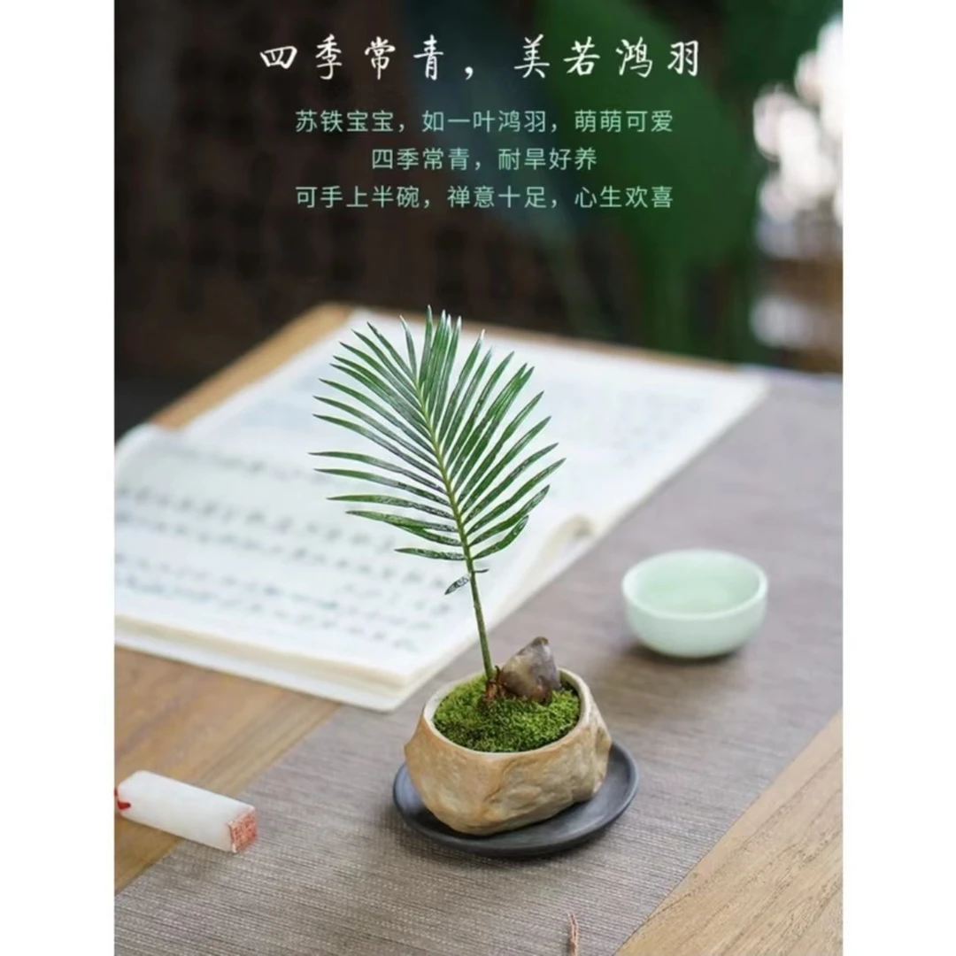 【铁树宝宝】混合迷你苏铁盆栽盆景绿植茶桌好养办公室桌面禅意室内