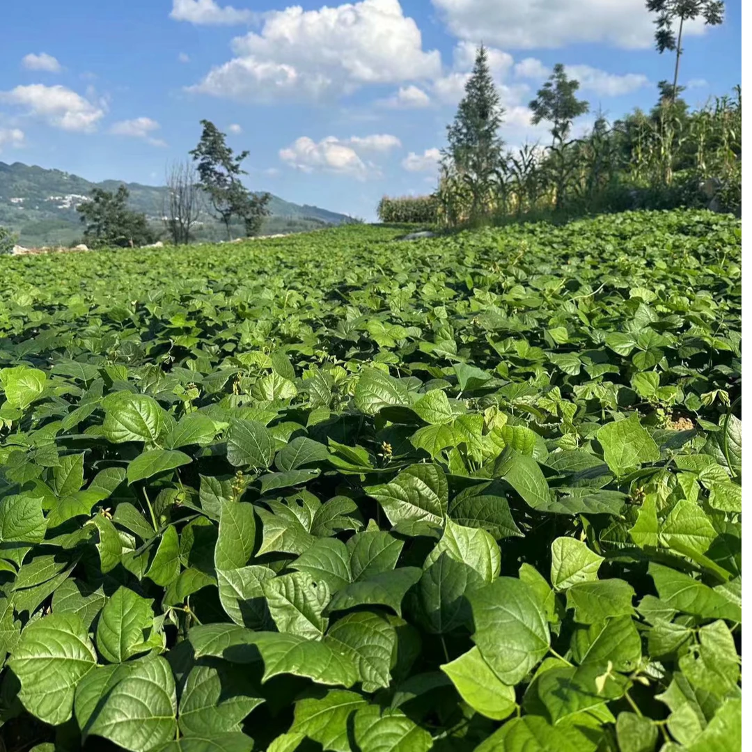 贵州地萝卜（地瓜）清脆凉薯农产品