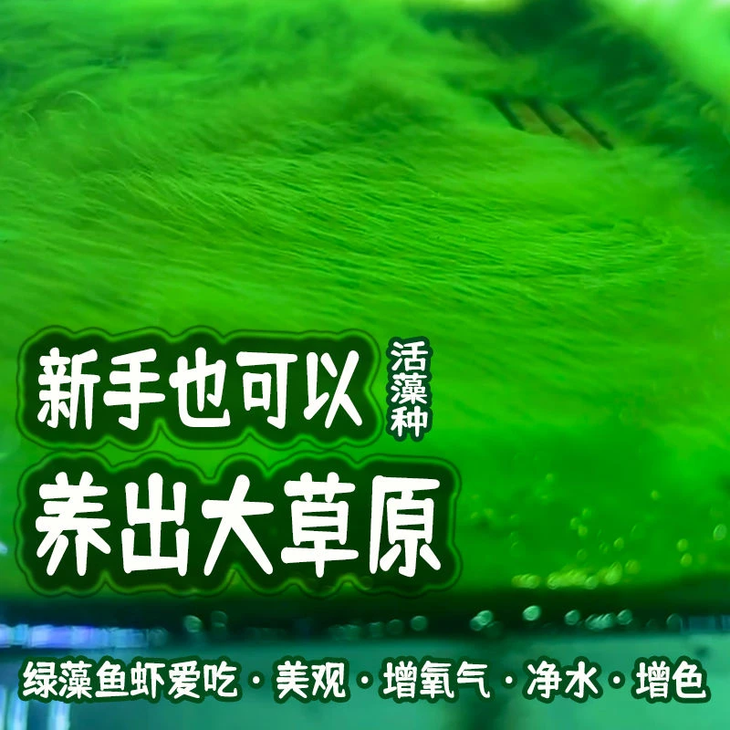 鱼缸长绒藻种绿藻爆藻短绒藻小球藻种绿地毯绿水孢子青苔鱼缸造景
