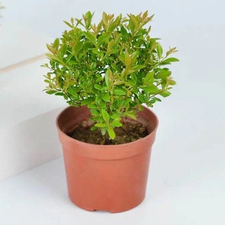 盆栽原盆四季常青枝干办公室绿植小盆景植物造型室内外季节