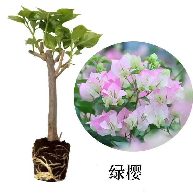 勤花三角梅老桩苗三角梅袋苗盆栽阳台爬藤地栽庭院花卉四季开花
